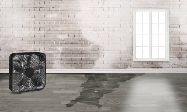 Best Water damage restoration experts  in Westmont, CA